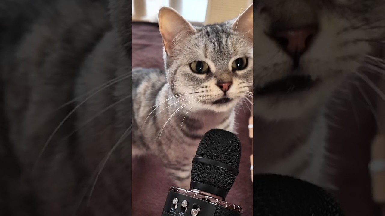 エコーマイクを猫に向けたら‥ #ねこ #ねこ動画 #エコー
