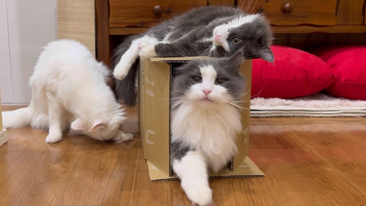 【ひとりぼっち】誰も遊んでくれないから、すねちゃった仔猫ターキッシュアンゴラwww