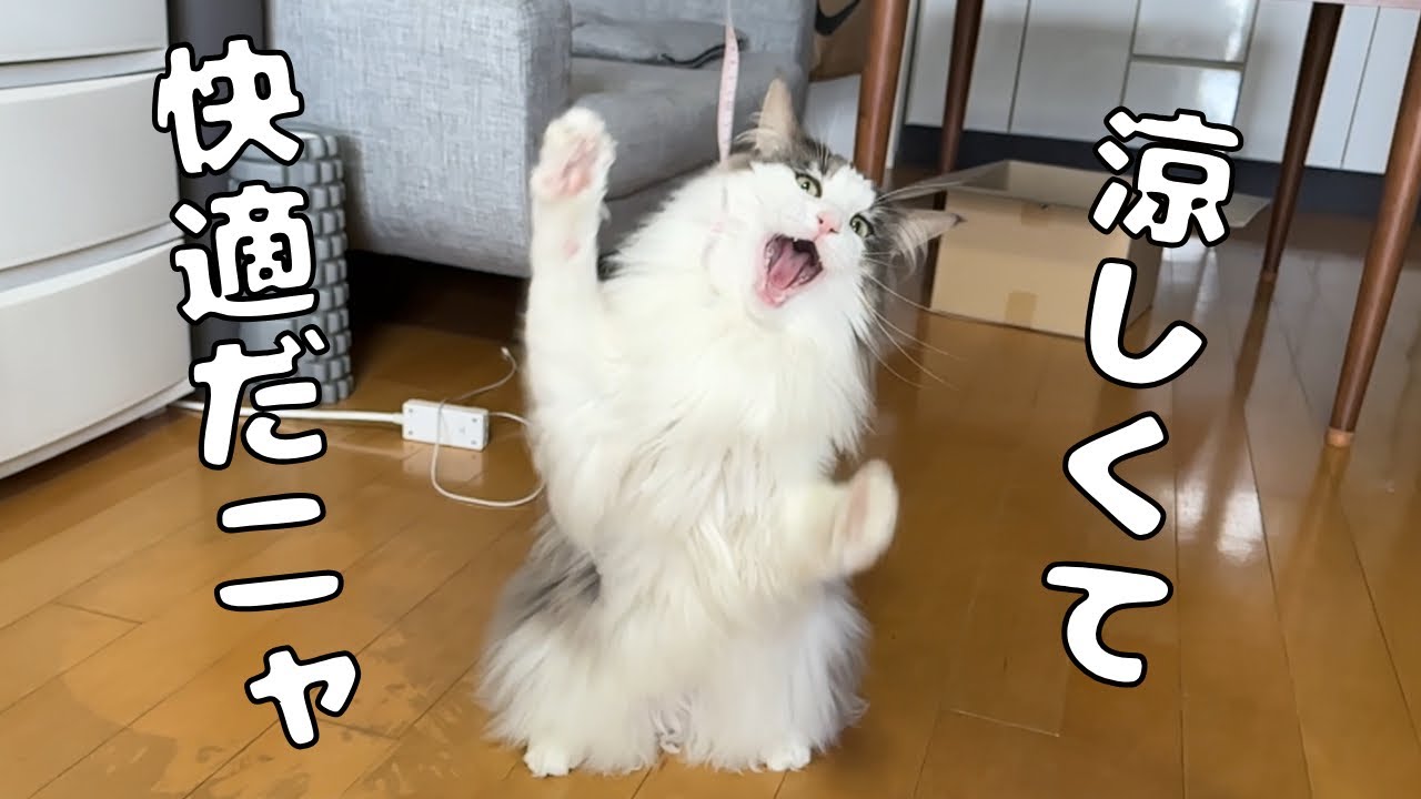 雪が降る日は一段と活発になる猫【メインクーン】