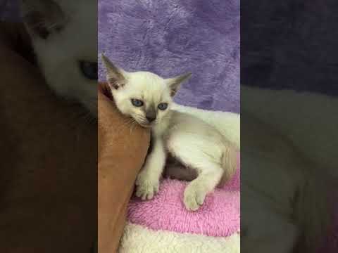 大らか、大まかな性格のトンキニーズのプラチナミンクの女の子です。