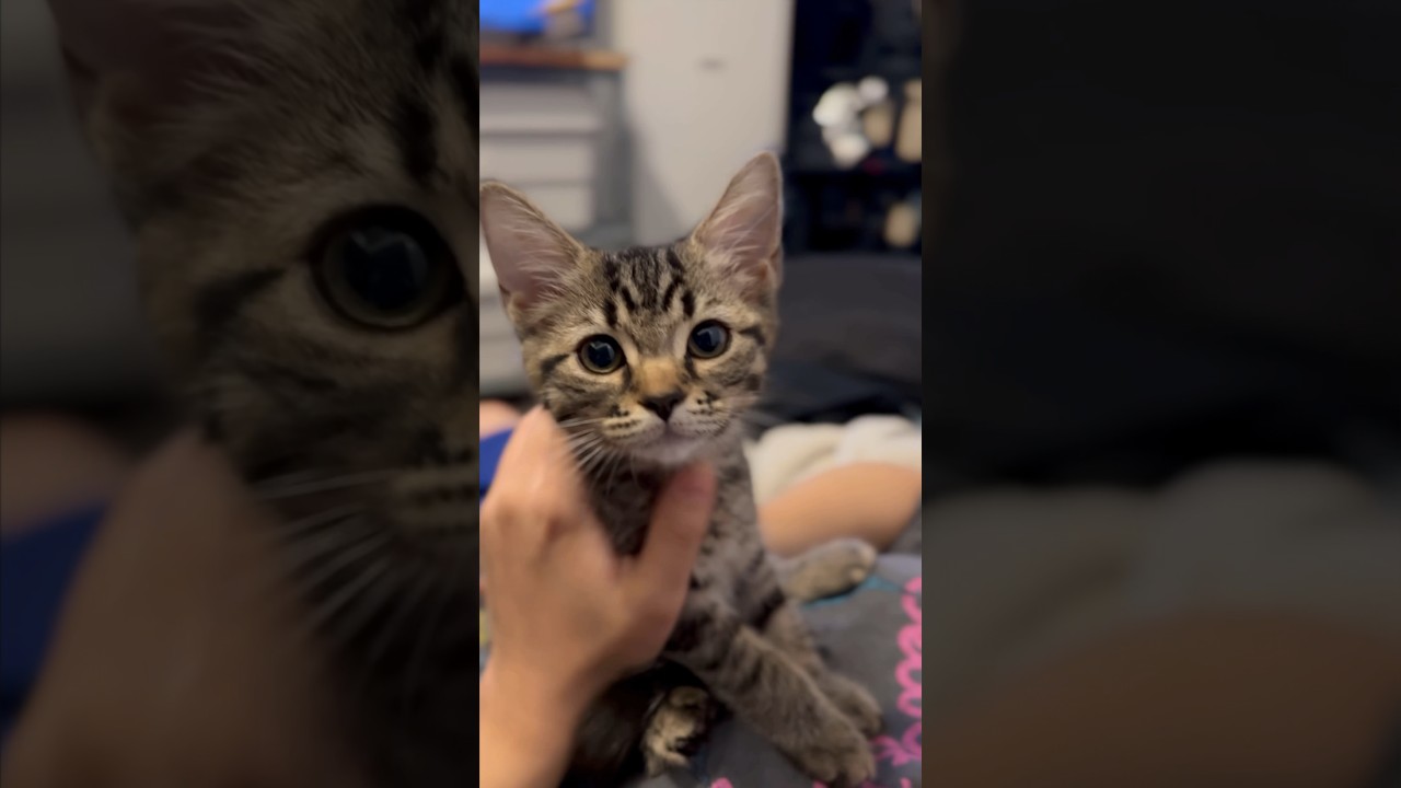 【猫動画】子猫の鳴き声を集めたら可愛過ぎて優勝した‼︎ #shorts