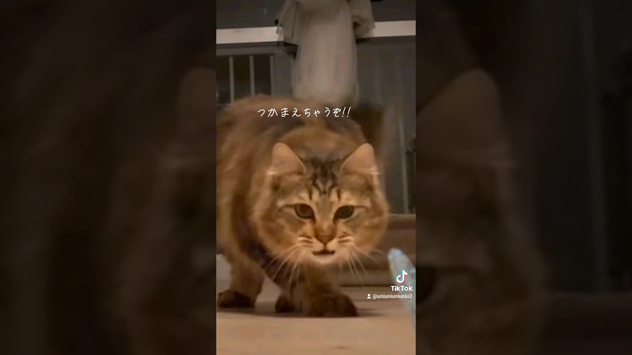 つかまえちゃうぞ!! #猫のいる暮らし #ラガマフィン #shorts
