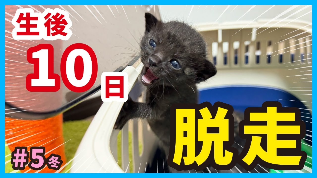 【生後10日 子猫の脱走劇】元気すぎる子猫は可愛いけど目が離せません‥。笑（冬5）