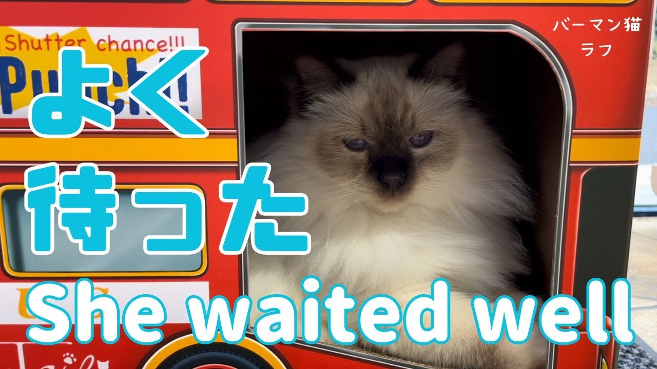 バーマン猫ラフ【よく待った】She waited well（バーマン猫）Birman/Cat