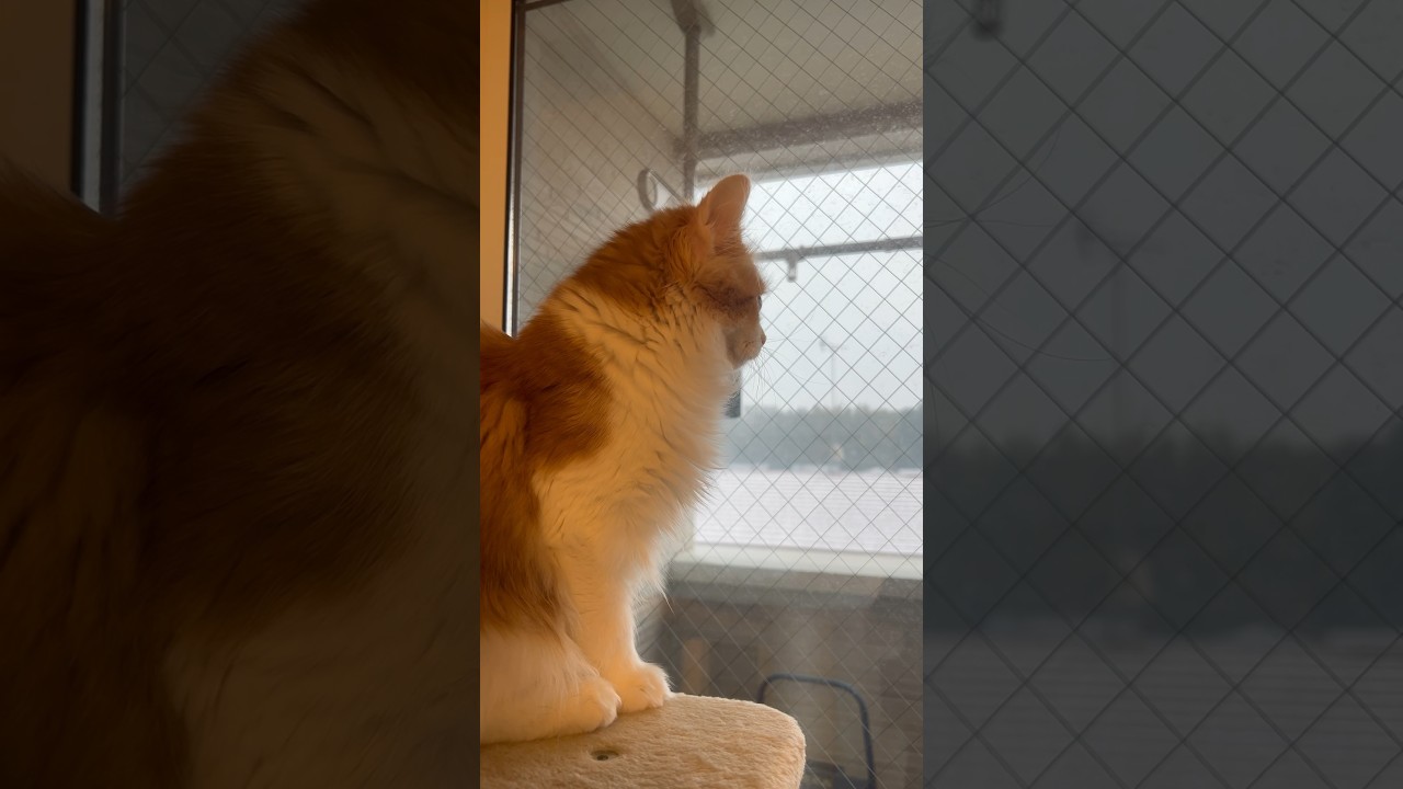 初めて雪を見たねる❄️ #cat #ラガマフィン #ragamuffin #猫 #猫のいる暮らし