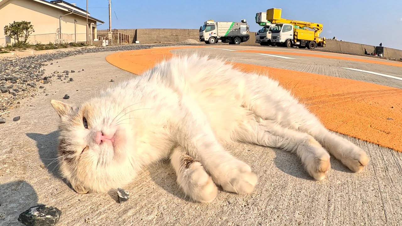 シャム猫が広々としたヘリポートでゴロンと寝転んで人間にモフられる