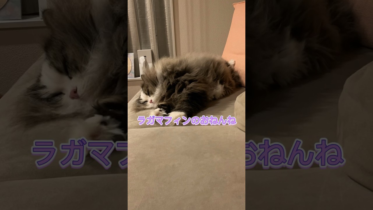 ラガマフィンのおねんね😪ﾀｲﾑﾗﾌﾟｽ📹#ラガマフィン #猫