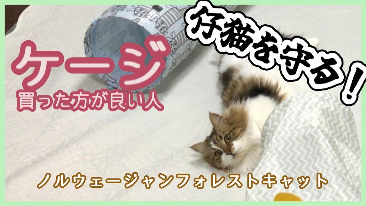 猫とケージ：猫を守るためにできること【ノルウェージャンフォレストキャット】