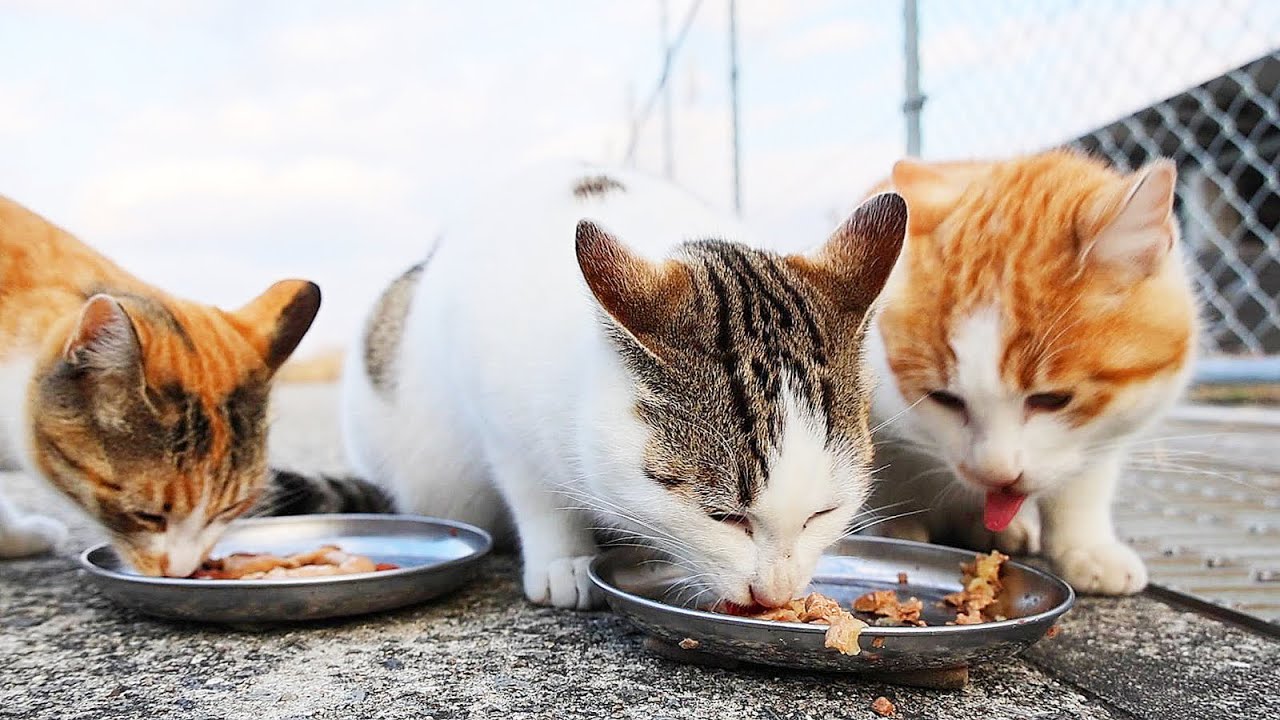 【子猫 ガリガリ母猫】子猫が一匹行方不明だった日の給餌