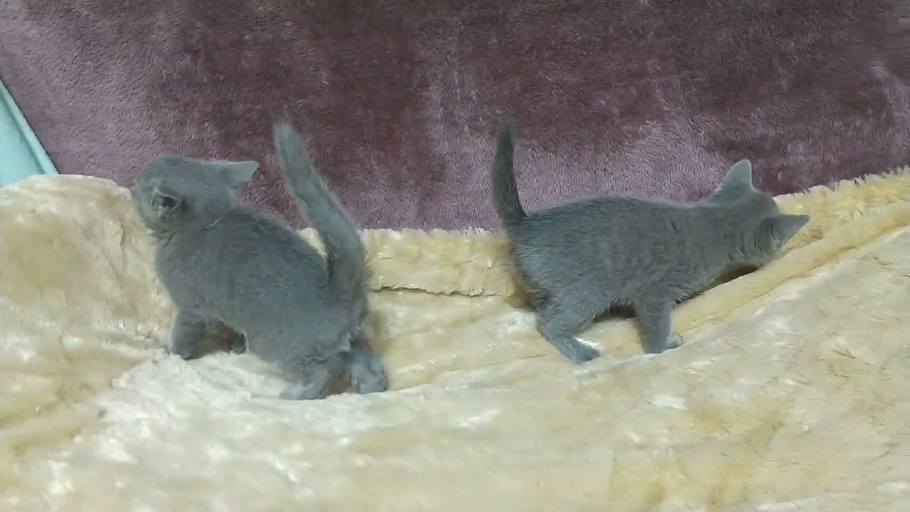 ロシアンブルー コロコロ　姉妹で遊んでいます