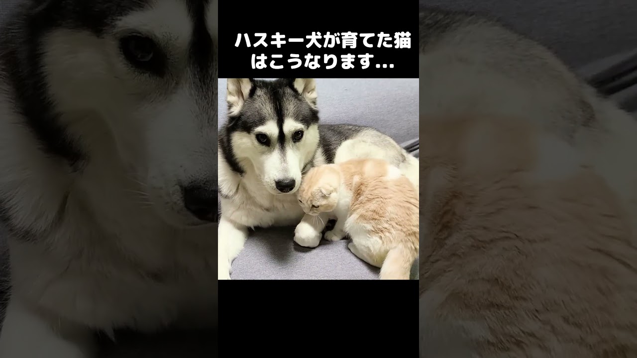 ハスキー犬が育てた猫はこうなります...#shots
