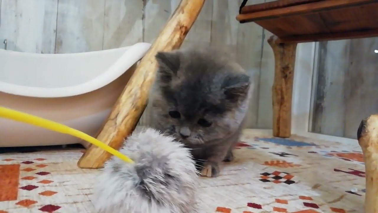 スコティッシュフォールド　女の子　2023/12/14生まれ