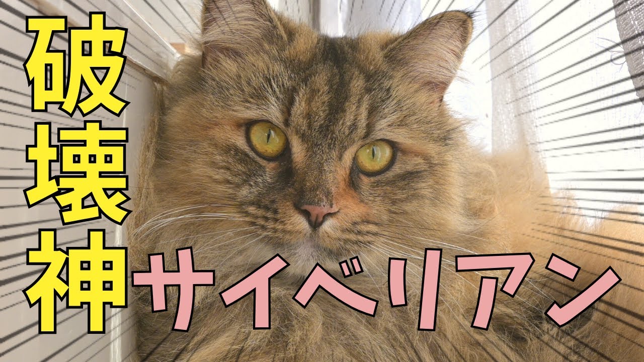 破壊神サイベリアン！ かじる・壊す・粗相する【猫・大型種・多頭飼い】