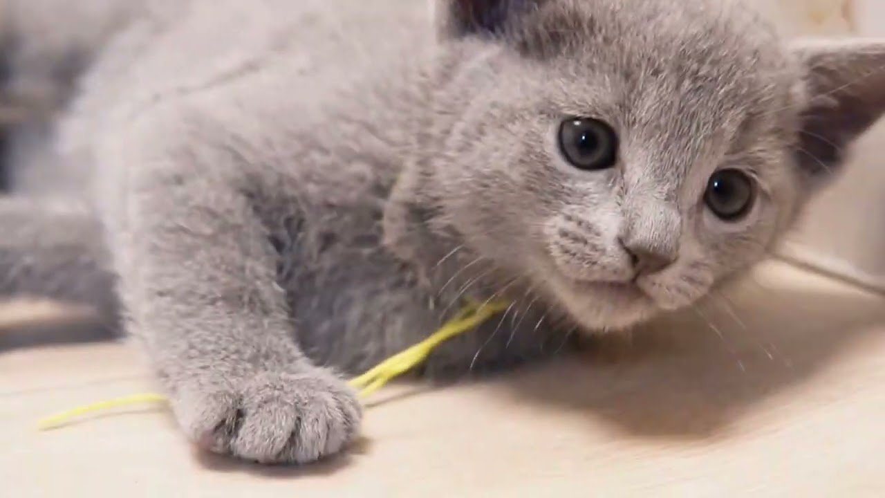 ロシアンブルー 綺麗なお顔立ちなブルーの女の子♪