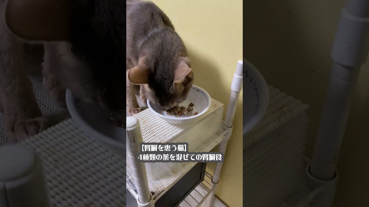 猫＆犬 仲良く朝食タイム  #shorts #アビシニアン #チワワ #猫と犬