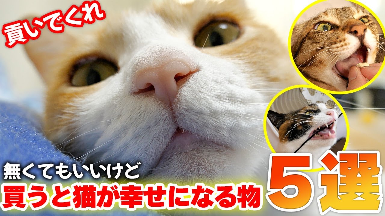 とにかく猫たちに幸せになってもらいたくて… 猫に貢いで喜んでいただけたもの５選を紹介させていただきます！