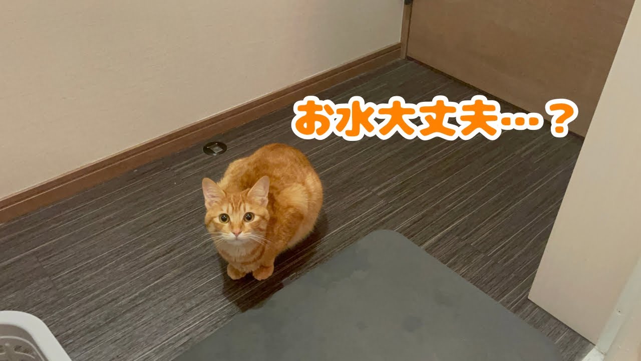 【保護猫】飼い主のお風呂が心配な子猫がこうなりましたwww
