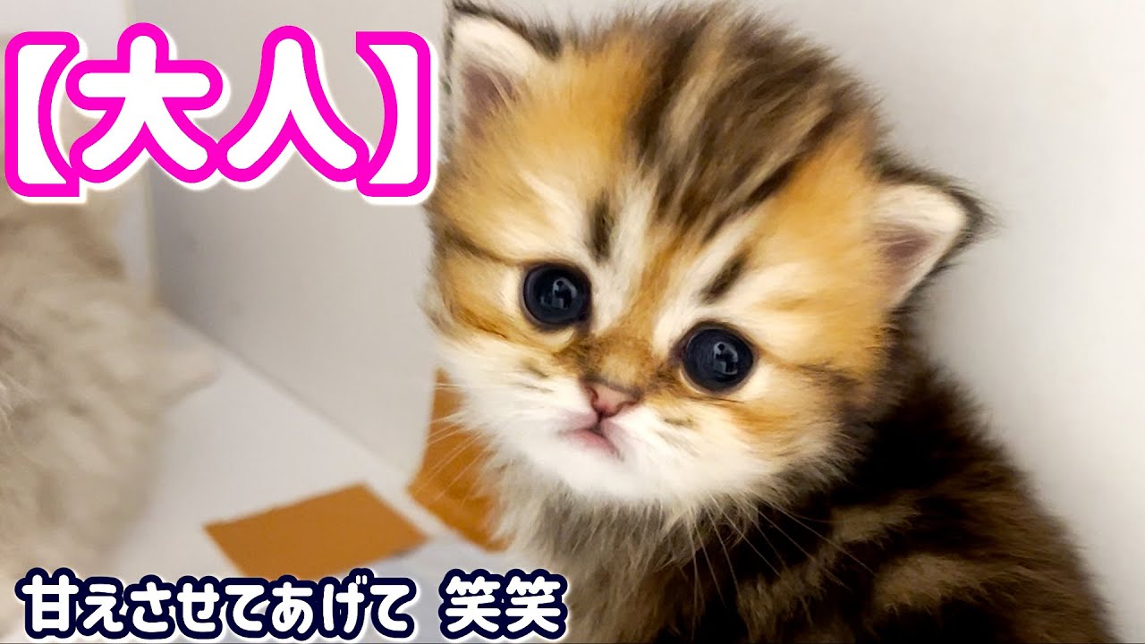 【子猫の成長記録】ペルシャの子猫ちゃんがもう大人な対応をしている件 ∼猫のいる生活Vol.446∼ 出産動画 マンチカン短足・ミヌエット・ペルシャ猫専門ブリーダー『ペット蔵人』