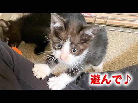 保護して1日目の子猫の様子