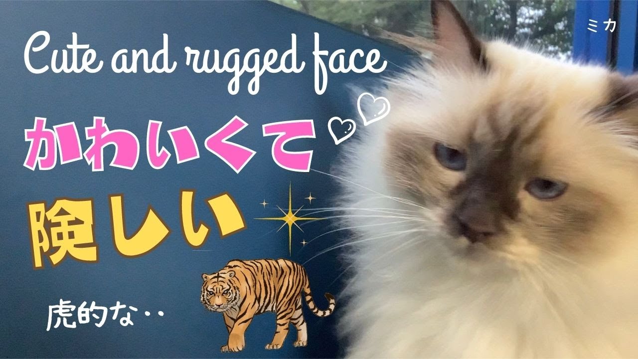 横顔がかわいいバーマン猫【かわいくて険しい】Cute and rugged face（バーマン猫）Birman/Cat