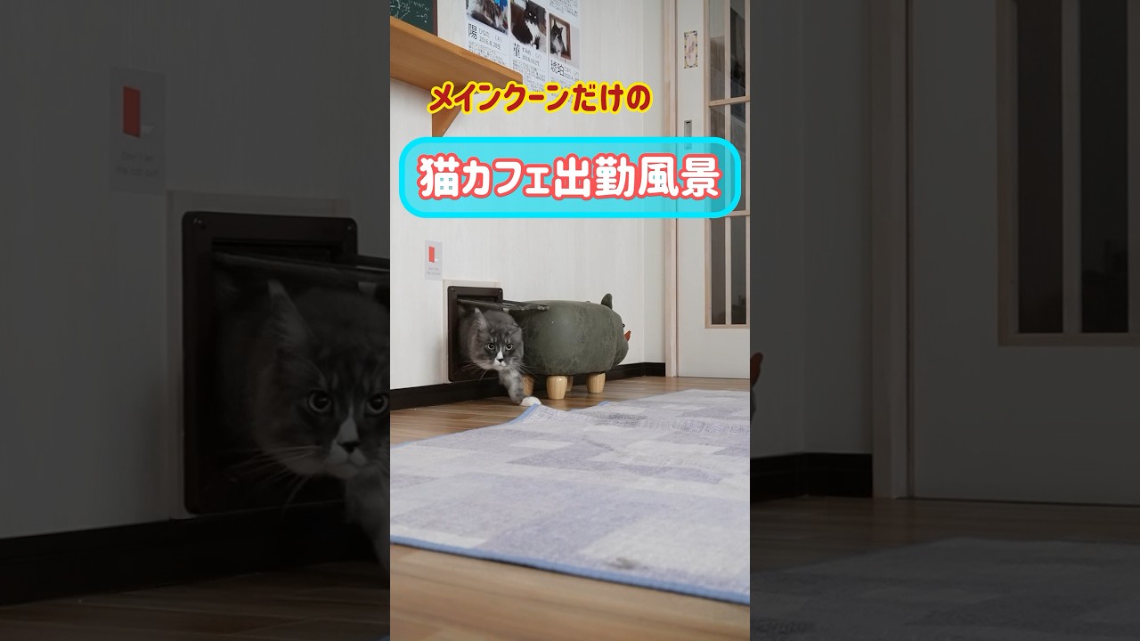 メインクーンだけの【猫カフェ出勤風景】 #cat #もふにゃん #メインクーン #ねこ #もふ #猫動画おもしろい