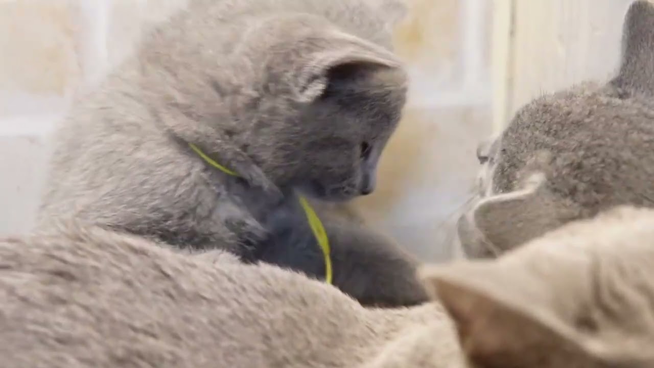 ロシアンブルー 可愛らしいお顔立ちのブルーの女の子♪