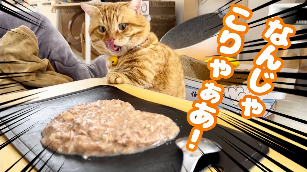 愛猫の為にバレンタインケーキを手作りしてみた結果...！ #猫 #マンチカン