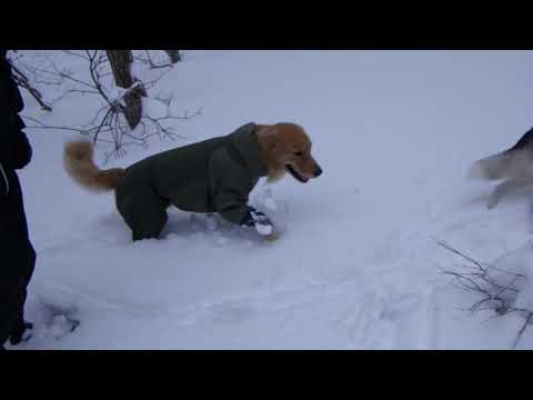 スノーシュー20240211