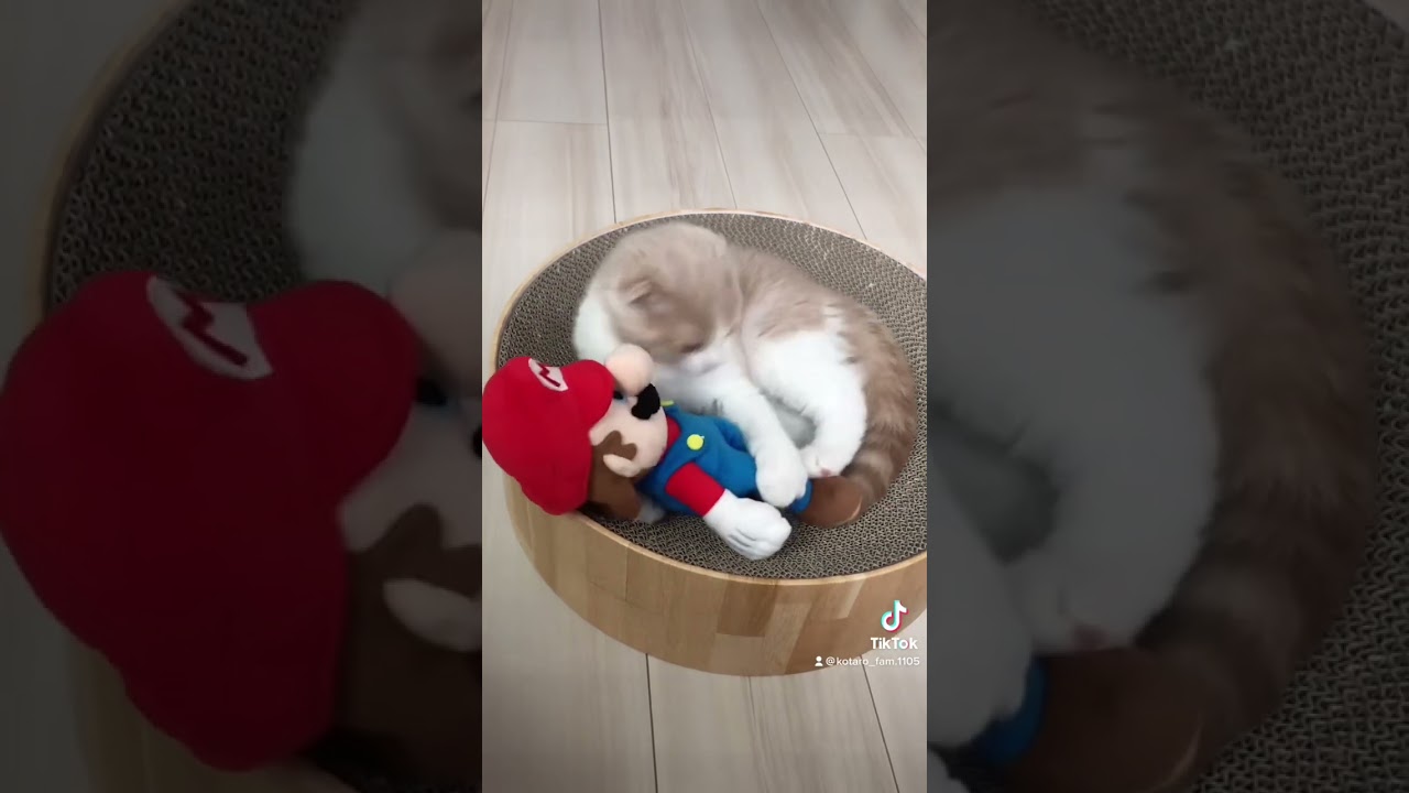 マリオも大好き♡#shorts #スコティッシュフォールド折れ耳 #子猫