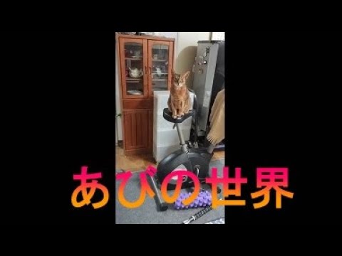 ネコ動画あび＃2993　あびの毎日　アビシニアン　あび