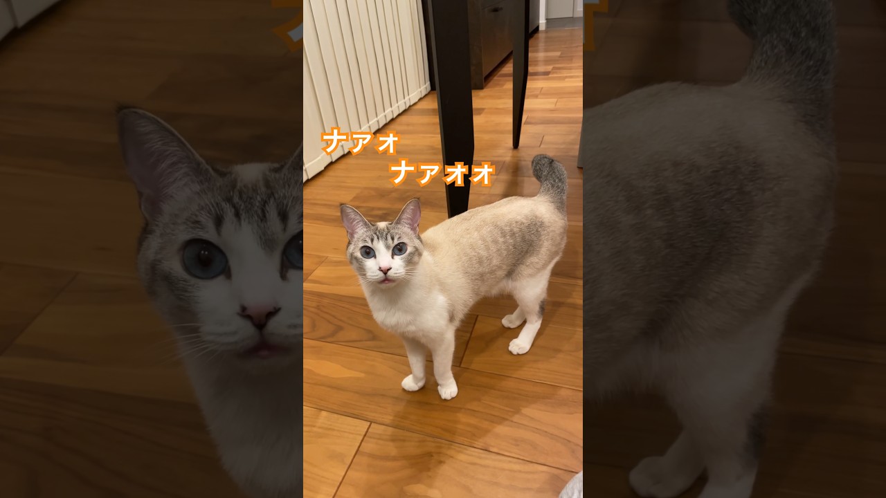 猫語が知りたい〜 #cat #ねこ #猫のいる暮らし #保護猫