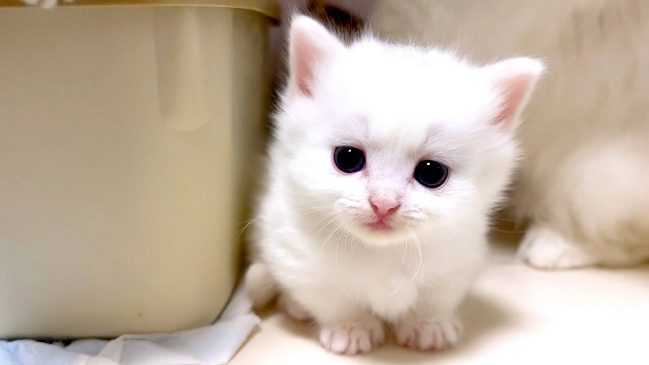 【マンチカンの子猫】子猫達の顔がどんどん可愛くなっていっている件 ～猫のいる生活Vol.889～出産動画 マンチカン短足・ミヌエット・ペルシャ猫専門ブリーダー『ペット蔵人』【子猫の成長記録】