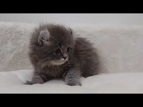 アメリカンカール 【ブルータビー】ちょこんとカールしたお耳が可愛い💓