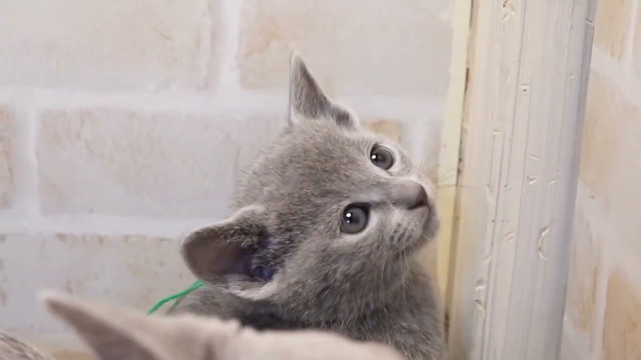 ロシアンブルー 可愛らしいお顔立ちのブルーの男の子♪