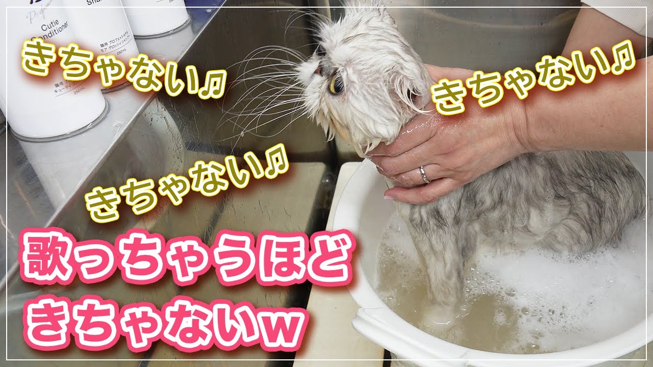 【しんちゃん】洗ってみたら歌っちゃうほど汚かったｗ【ペルシャ】