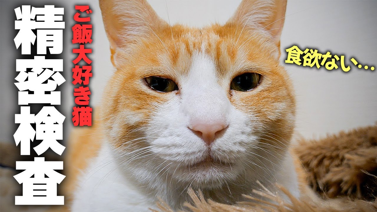 【緊急事態】ロビンがご飯を食べなくなってしまったので精密検査を受けてもらった結果…