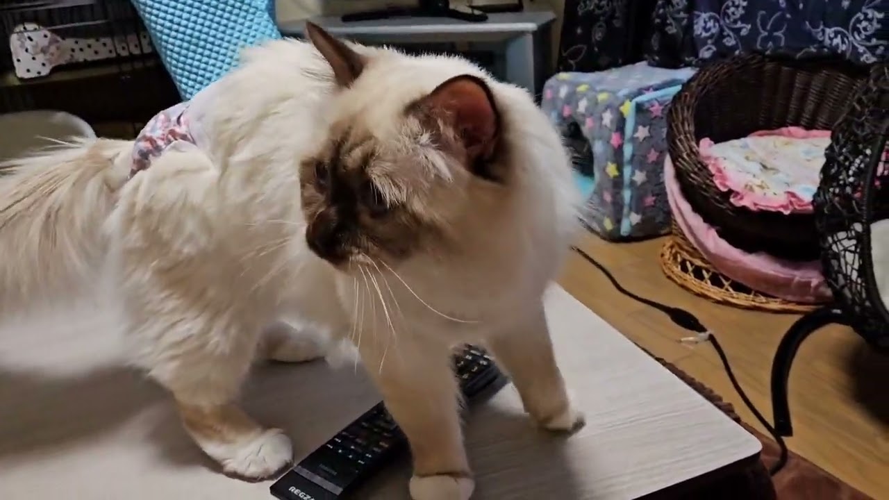 バーマンの子猫は久しぶりのシールとタビーにゃん