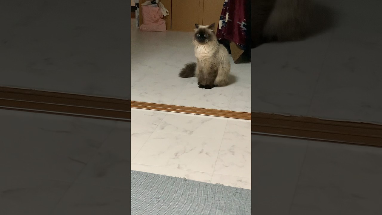 キョロキョロげんたくん#猫 #ヒマラヤン #猫のいる生活 #shorts