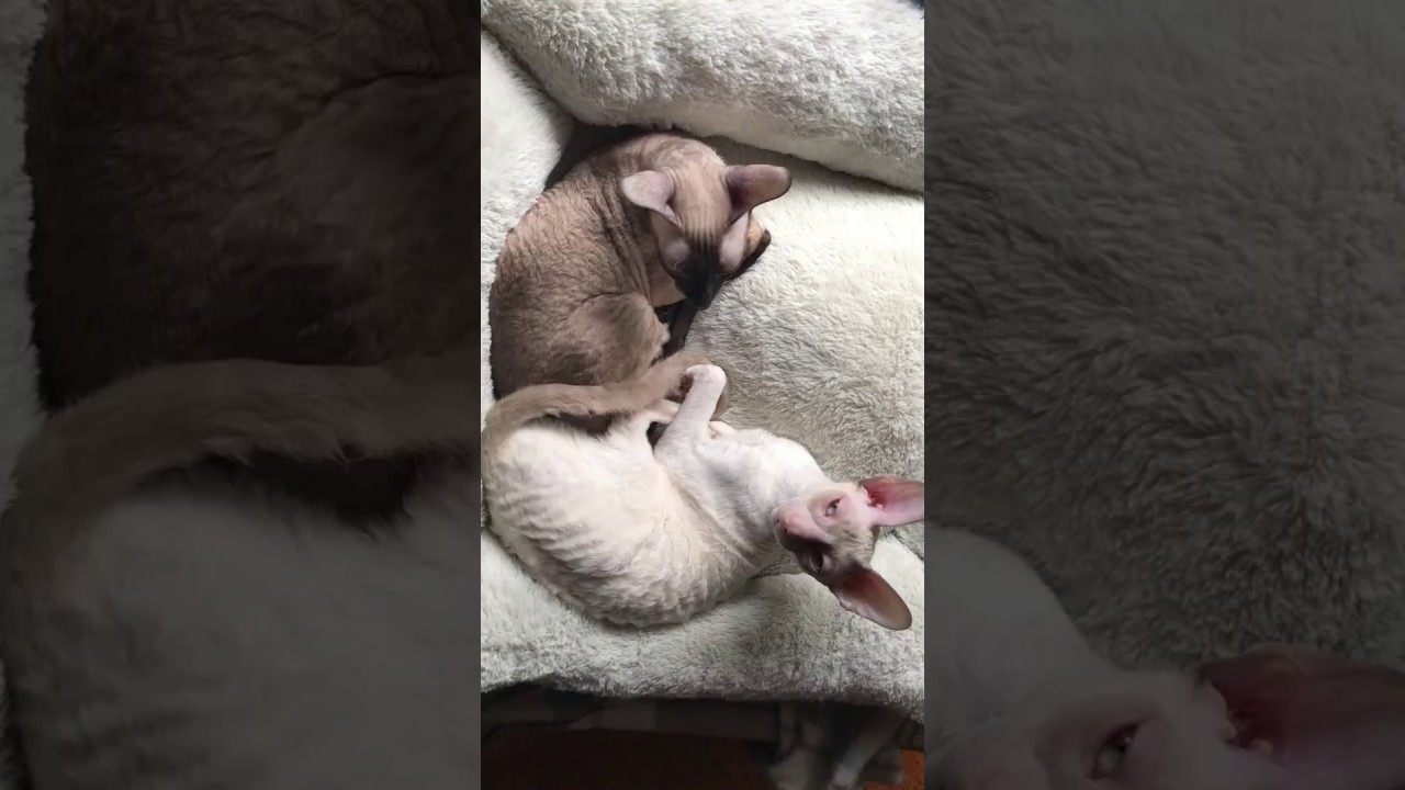 Two young Cornish Rex Ladies