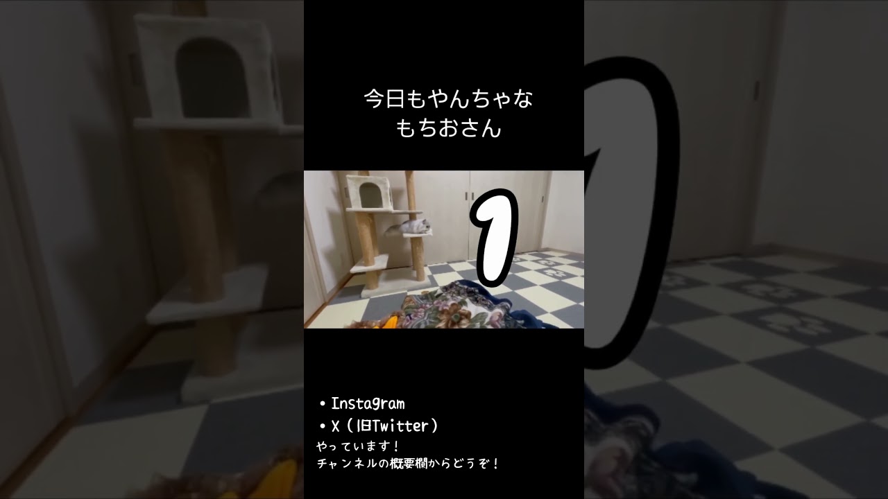 【ペルシャ猫】やんちゃなもちおシリーズ③もちお、そんなことできちゃうの！？ #ペルシャ猫 #cat #ねこ