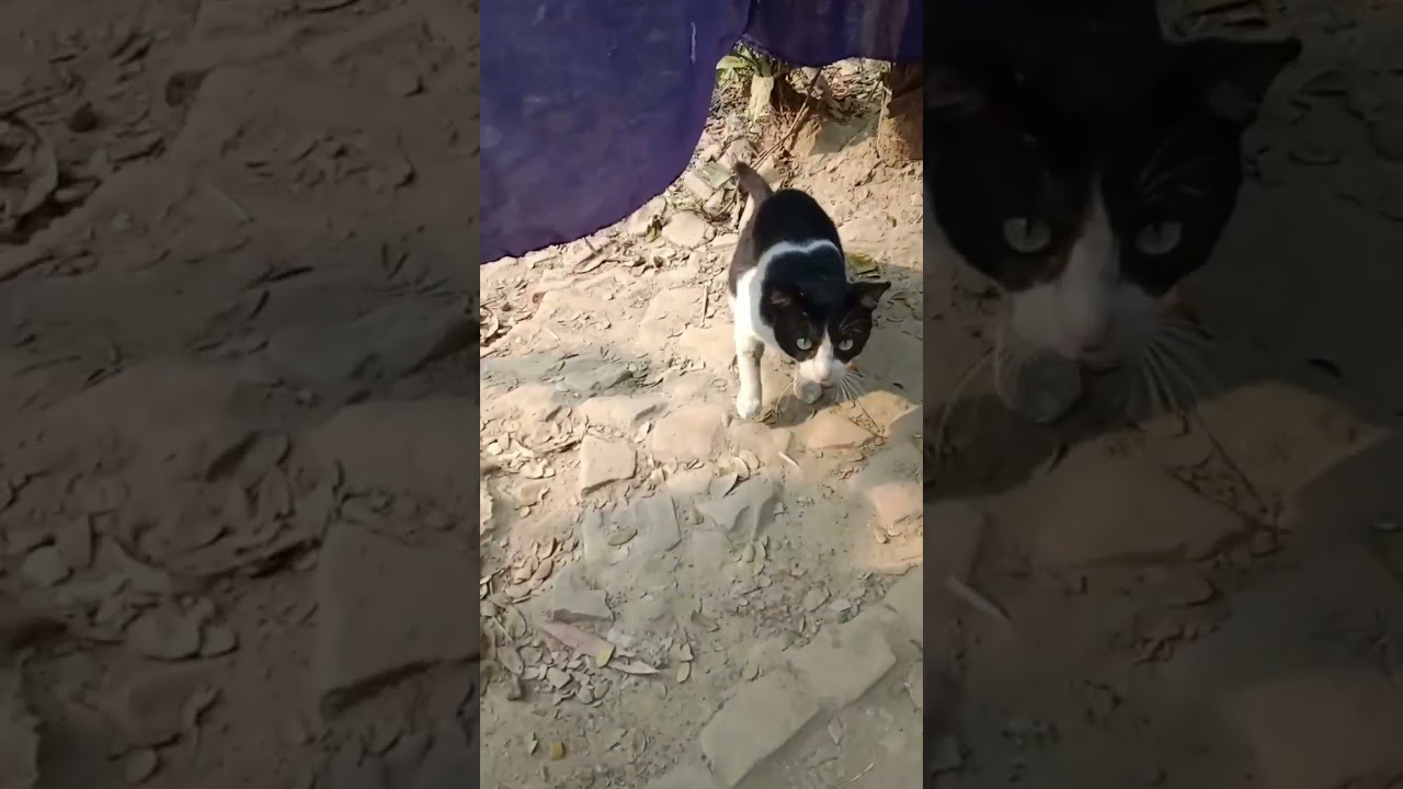 wow Brown cat with black cute cat