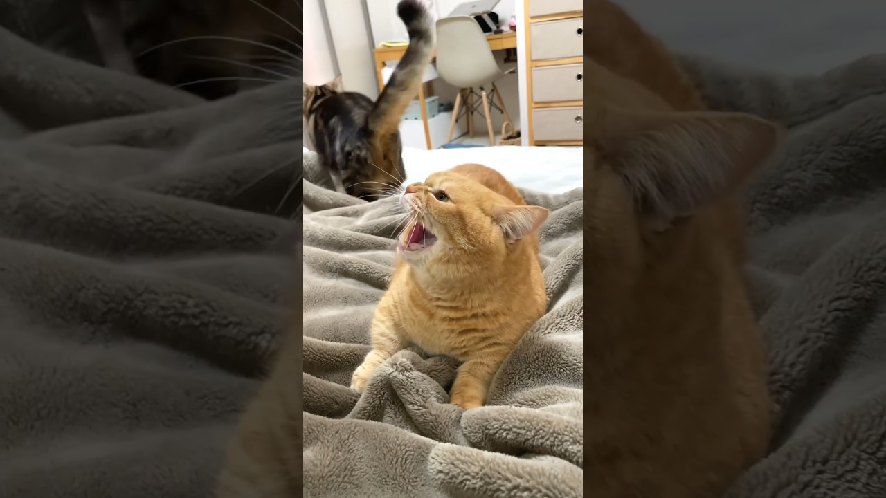 ふみふみ中に噛み逃げする弟猫に兄猫が激怒！！#shorts