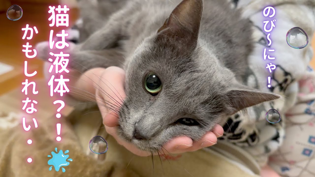 液体化？した💧そらちゃん（ロシアンブルー）