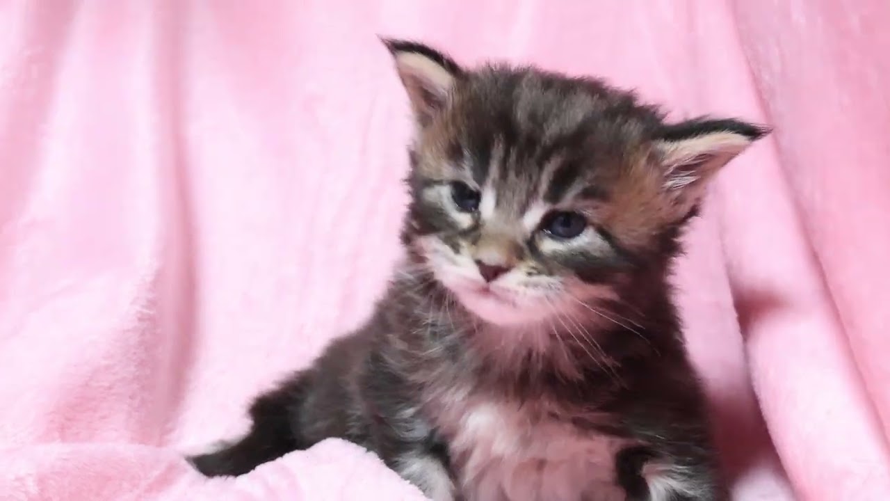 生後22日メインクーン子猫の俊平君