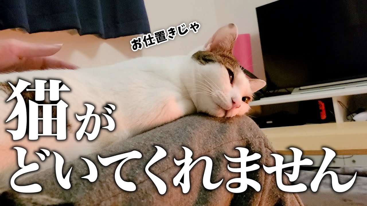 寂しがりやな猫、飼い主が帰ってきた途端に動きを封じに来ました