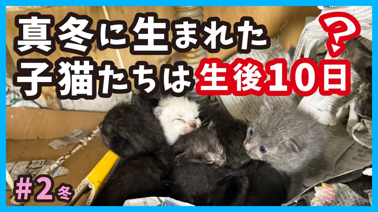 【赤ちゃん猫 真冬に保護】保護した子猫は生後何日‥？（冬2）