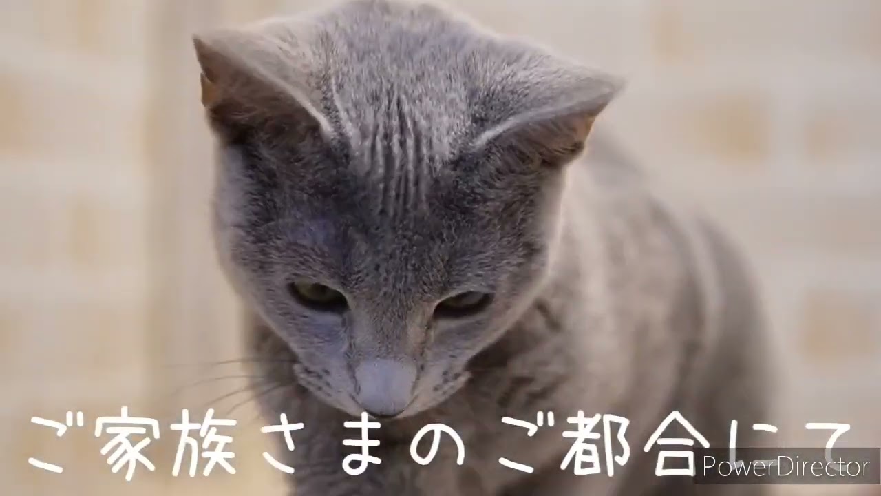 ロシアンブルー 優しい性格なブルーの女の子♪