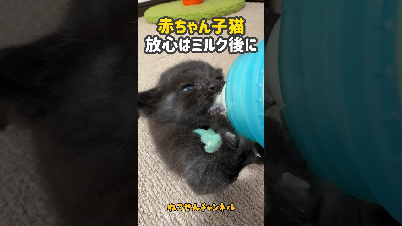 子猫がミルクを飲んだ後はボーッとします‥💕【真冬に保護した赤ちゃん猫】 | ねこせん