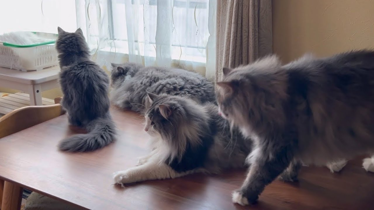 【甘えん坊♡】ひとりで遊ぶのも楽しいけど、やっぱりお兄ちゃん達が大好きな仔猫ターキッシュアンゴラ❤️