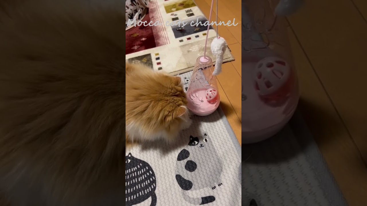 欲求不満なの？(笑) #shorts  #猫 #アメリカンカール #cat